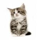 #1 Pet Sitter In Spokane